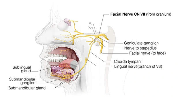 Figure 23. Cranial Nerve VII - Facial Nerve