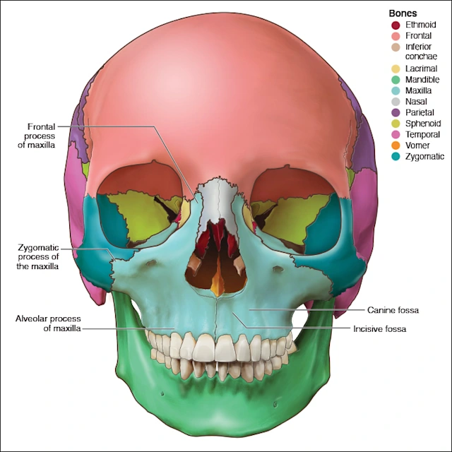 Maxillary Bones - Head and Neck Anatomy: Part I – Bony Structures ...