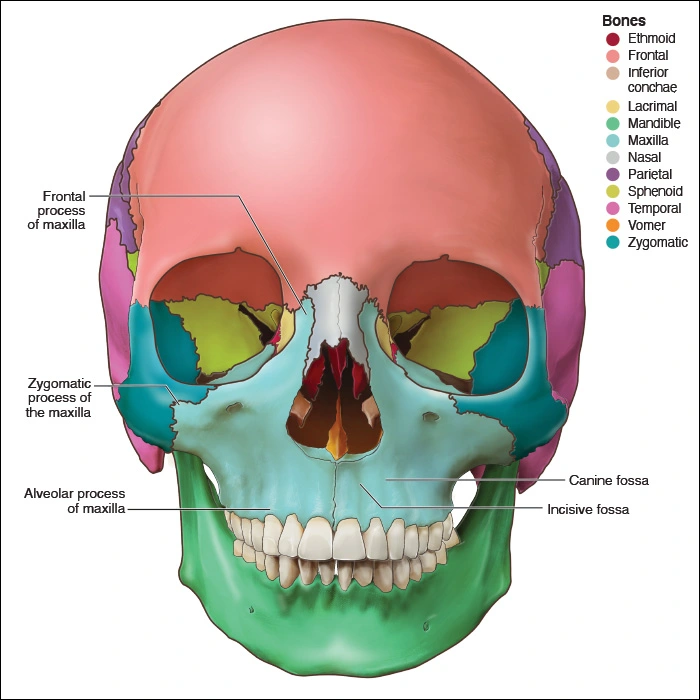 Illustration showing the parts of the maxillary bones