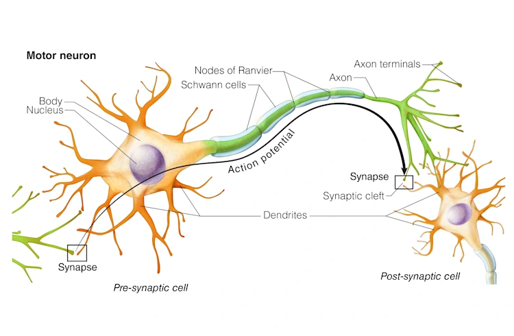 Appendices | Head and Neck Anatomy: Part III – Cranial Nerves ...