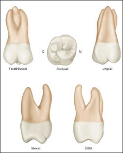 1st Molar