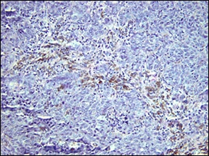 fig07-photomicrograph-med