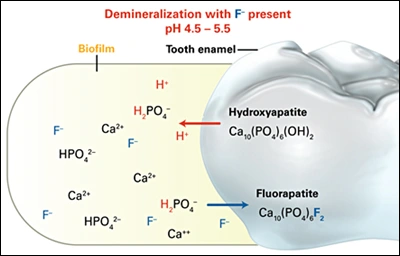ce94 - Content - Mechanism of Action of Fluoride - Figure 2