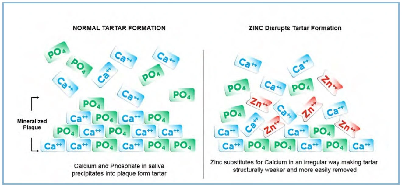Mechanism of action of zinc