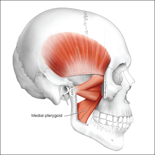 Illustration showing the medial pterygoid muscle