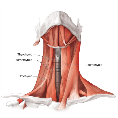 Illustration showing the geniohyoids muscle