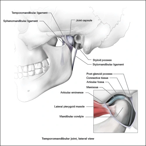 Illustration showing the lateral view of the temporomandibular joint