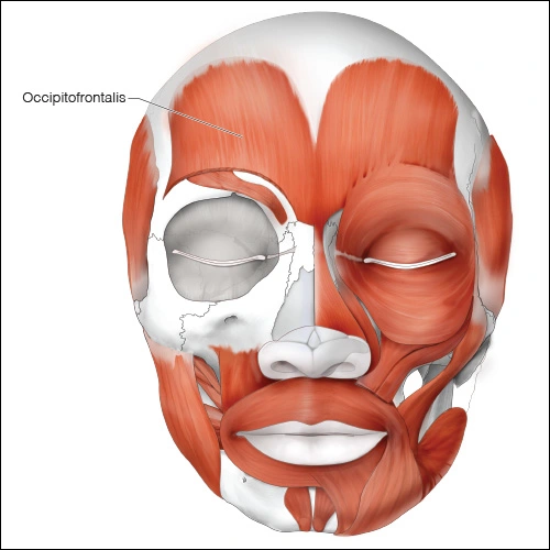 Illustration showing the occipitofrontalis