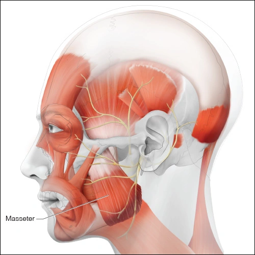 Illustration showing the masseter muscle