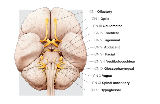 Appendices | Head and Neck Anatomy: Part III – Cranial Nerves ...