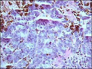 fig08-photomicrograph-high