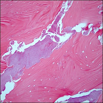 fig06-histology-high