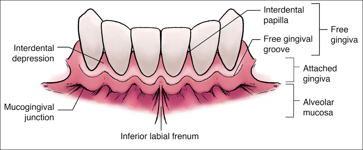 The Periodontium - Anatomy & Histology of the Gingival Unit and Basic ...