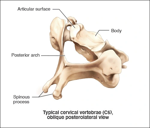 Illustration showing the oblique posterolateral view of the typical cervical vertebrae