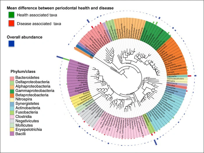 Diagram showing microbiome of the periodontal pocket in health and disease
