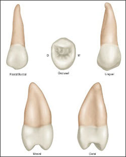 2nd Premolar