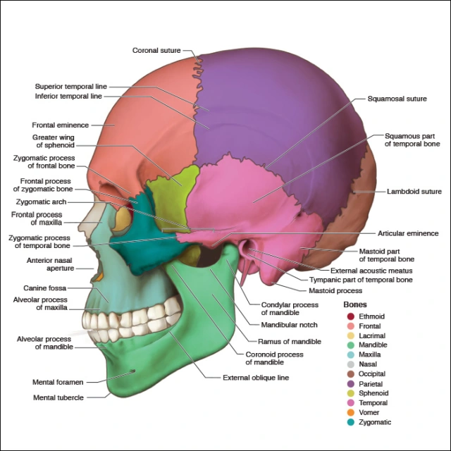 Appendices - Head and Neck Anatomy: Part I – Bony Structures - Dentalcare