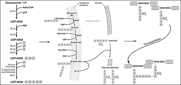 Image: Bacterial cell wall synthesis.