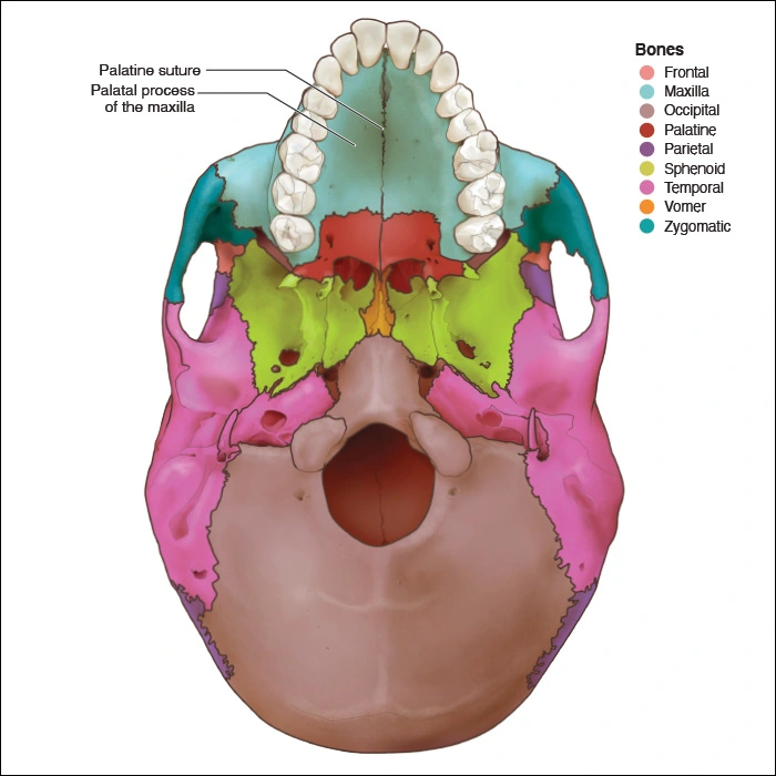 Illustration showing the bones of the palate in the maxilla
