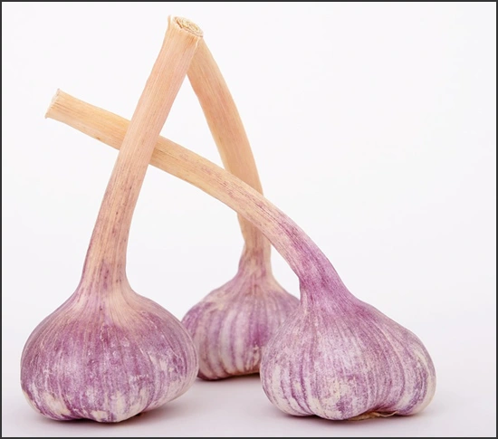 ce549 - Content - Garlic (Allium sativum) - Figure 1
