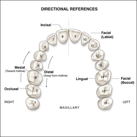Surfaces of the Teeth - An Overview of Dental Anatomy ...
