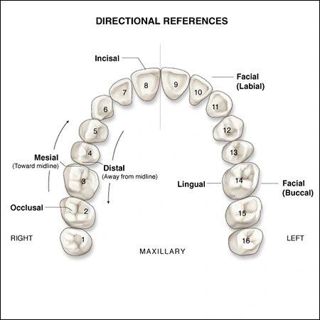 Surfaces of the Teeth - An Overview of Dental Anatomy - Dentalcare