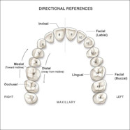 Dental Tooth Surface Chart Dental Tooth Surface Chart