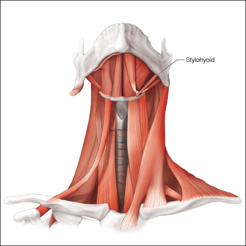 Illustration showing the stylohyoid muscle
