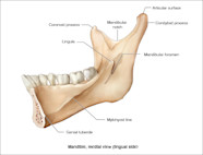 Mandible Muscle Attachments