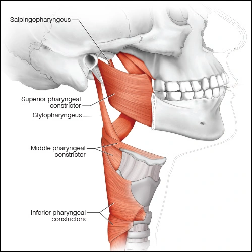 Illustration showing the muscle of the uvula