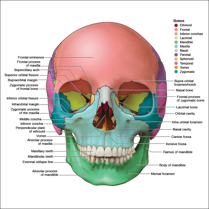 Appendices - Head and Neck Anatomy: Part I – Bony Structures - Dentalcare