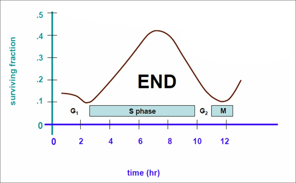 Cells are most radiosensitive in the G1, G2, and M phases
