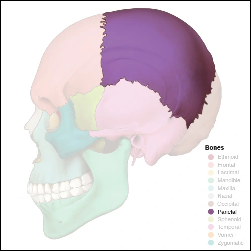 Illustration highlighting the parietal bones