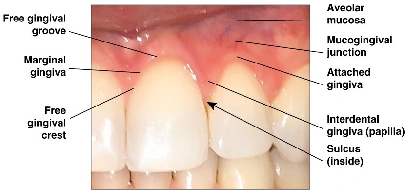 Clinical Anatomy of the Healthy Gingival Unit - Figure 1