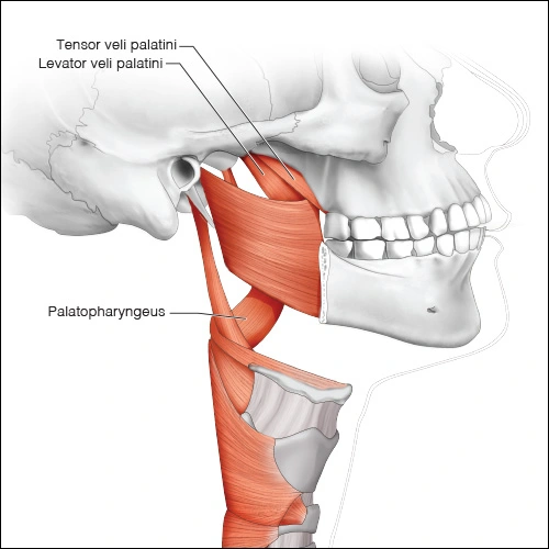Illustration showing the muscles of the palate and pharynx