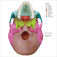 Styloid Process Of Temporal Bone