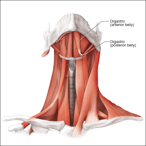 Illustration showing the digastric muscle