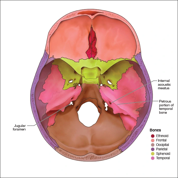 Temporal Bones - Head and Neck Anatomy: Part I – Bony Structures ...