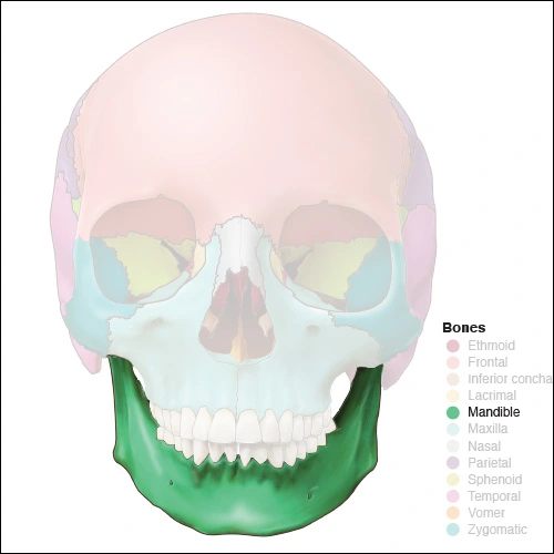 Illustration highlighting the mandible