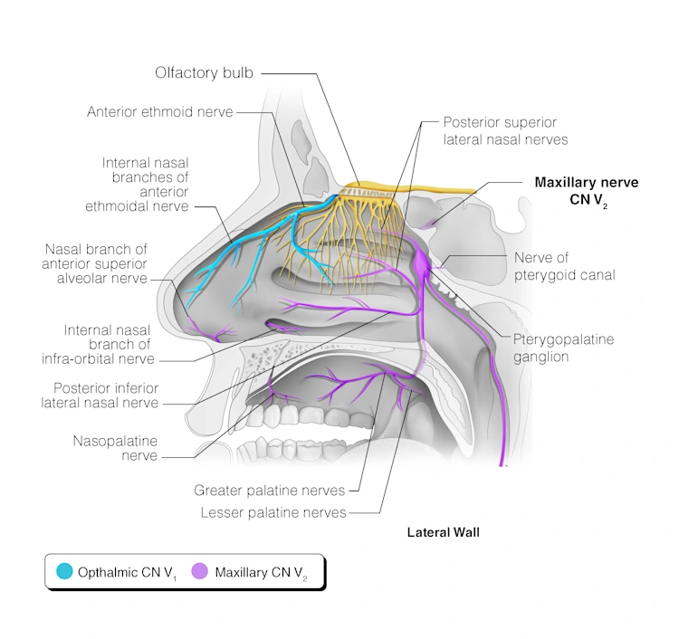 Appendices | Head and Neck Anatomy: Part III – Cranial Nerves ...