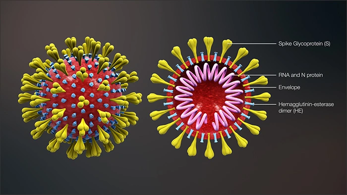 Illustration diagramming the ultrastructure of the SAR-CoV-s virus.
