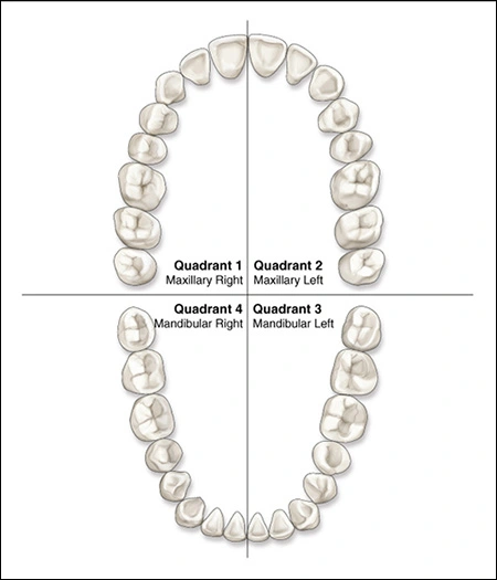 dental quadrants