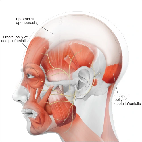 Illustration showing the frontalis portion muscle