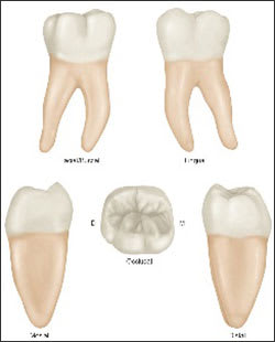 1st Molar