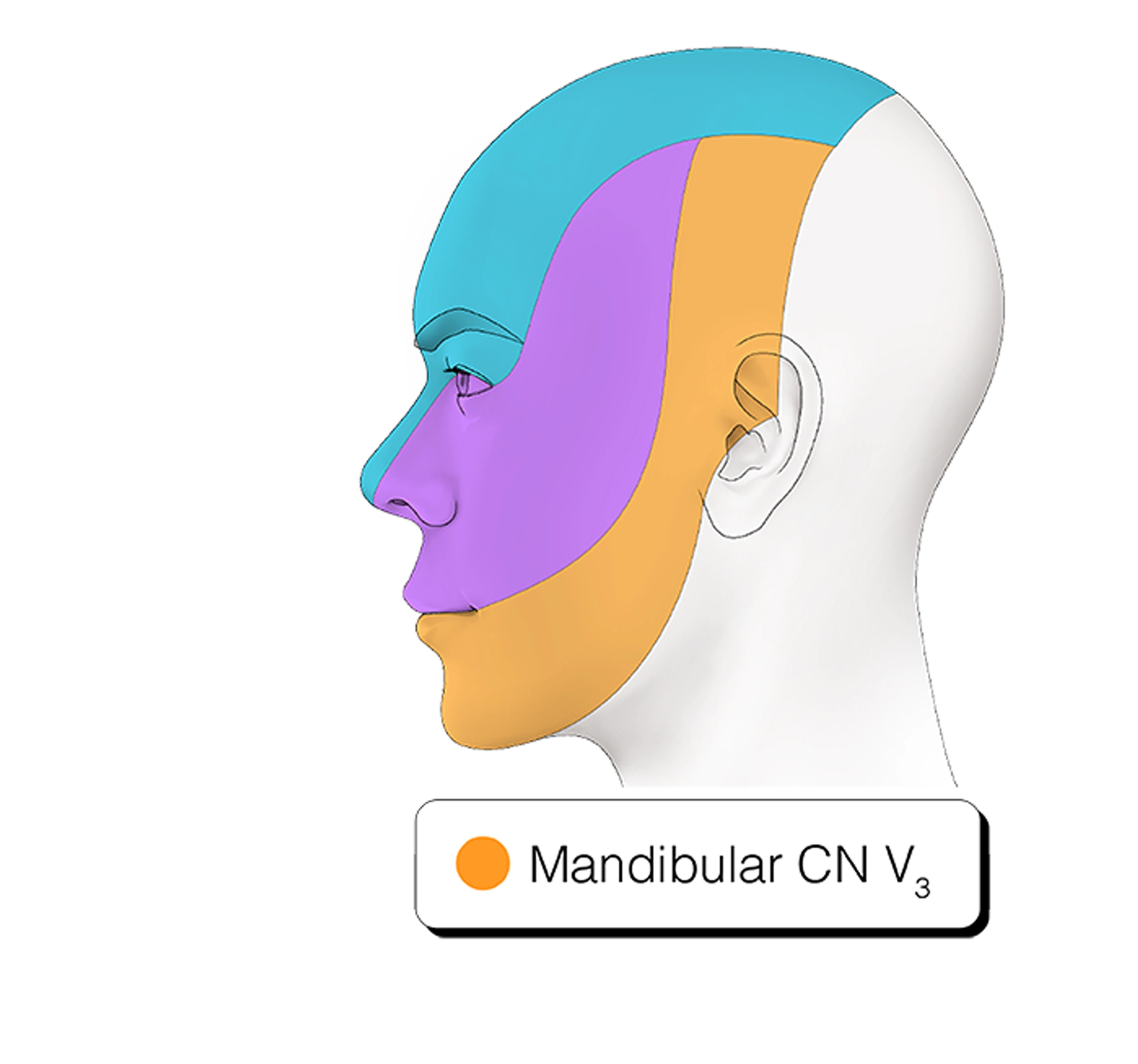Figure 20. Cranial Nerve V3 - Mandibular Nerve