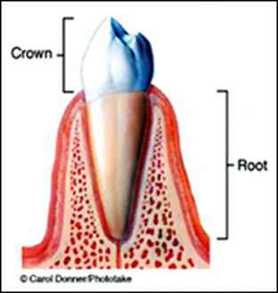 ce542 - Content - Parts of the Tooth - Figure 1