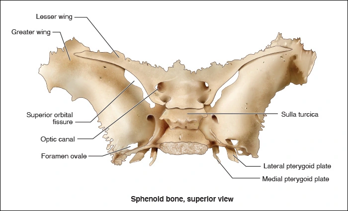 Illustration showing the superior view of the sphenoid bone in the skull