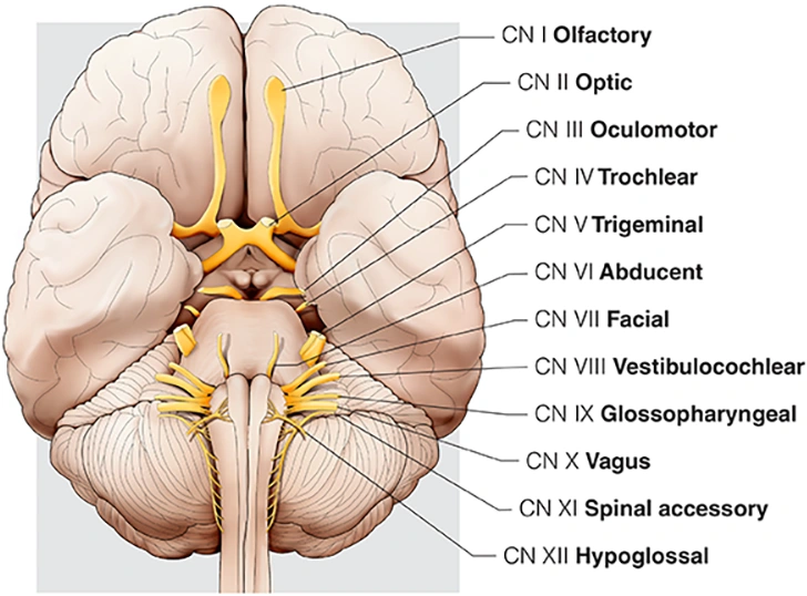 Figure 6. Cranial Nerves