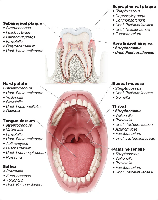 Diagram showing the microbial diversity in the oral cavity
