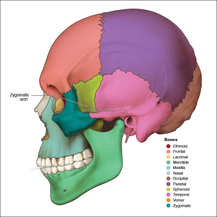 Illustration showing the zygomatic arch